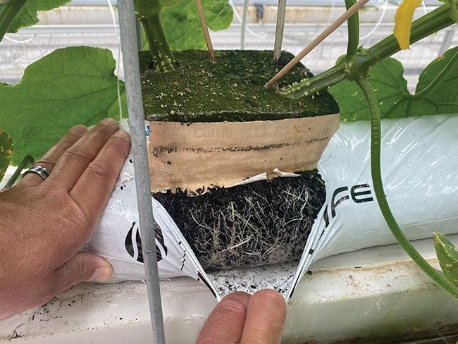 Sustainable Cultivation: The Role of Carbon Grow Media Sustainable Cultivation: The Role of Carbon Grow Media